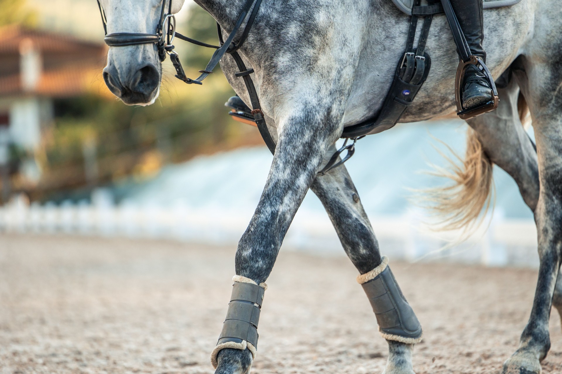 close-up of an unrecognizable horse and rider in the equestrian arena with boots on the stirrups